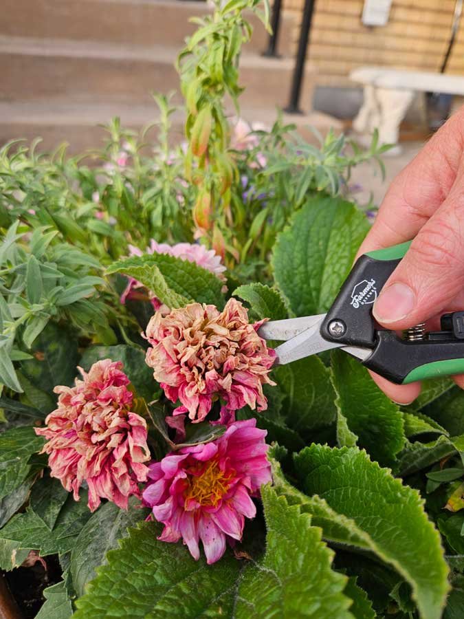 A jardinagem de verão agora é o foco