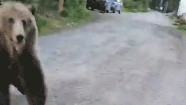 Um vídeo comovente mostra o terrível encontro de uma mulher com um urso pardo