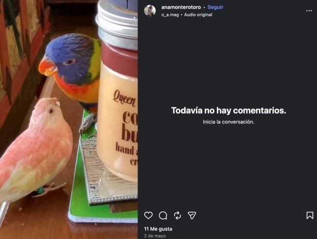 de ‘GH 10’ entrando para tratar traumas em papagaios