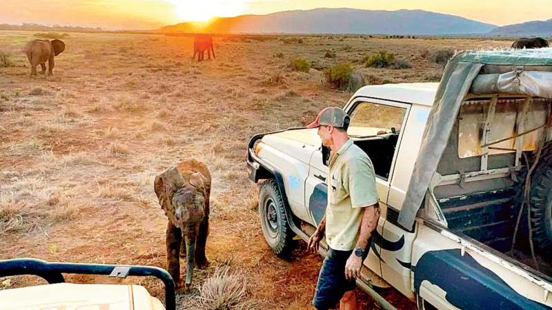 Filhote de elefante órfão se reúne com rebanho após resgate no Quênia