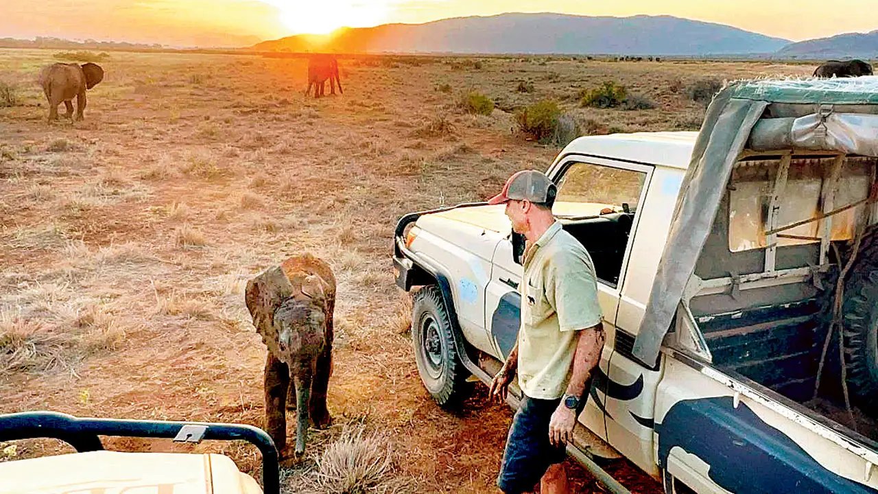 Filhote de elefante órfão se reúne com rebanho após resgate no Quênia