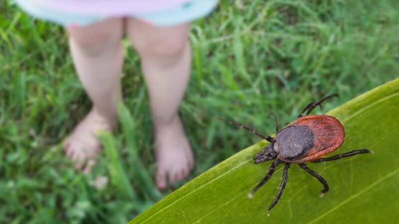 Especialistas alertam que um vírus perigoso transmitido por carrapatos está se espalhando para mais americanos