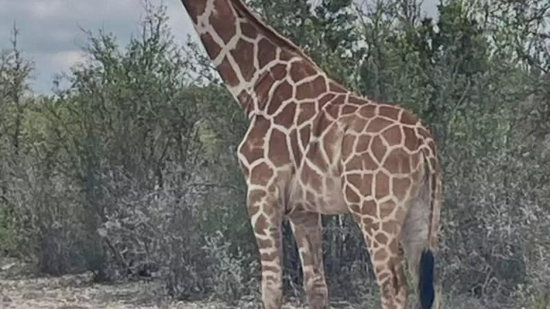 Girafa desaparecida Gracie encontrada segura em Texas Hill Country depois de quase duas semanas à solta – Houston Public Media
