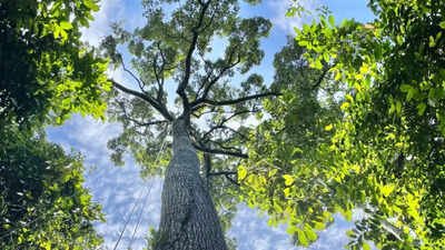 Árvores imponentes com mais de 60 metros de altura podem não ser tão vulneráveis ​​à seca como os cientistas pensavam, um novo estudo mostra como os dipterocarpos do Sudeste Asiático movimentam a água com eficiência