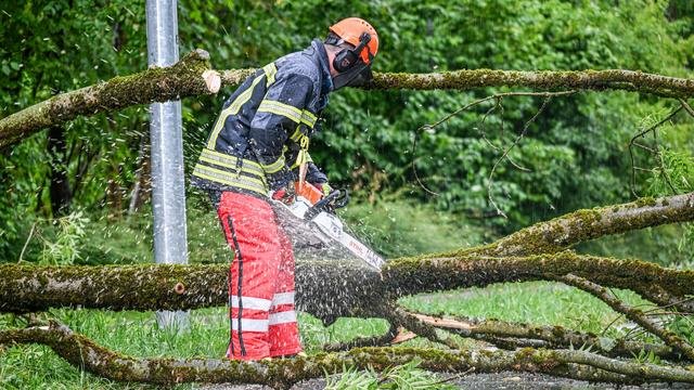 Árvores derrubadas: Baden-Württemberg foi poupada principalmente por tempestades durante a noite
