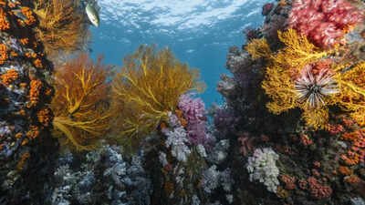 Cientistas descobrem 64 mil quilômetros quadrados de recifes de coral resistentes ao calor em 71 países que poderiam ajudar a proteger os oceanos do mundo por décadas