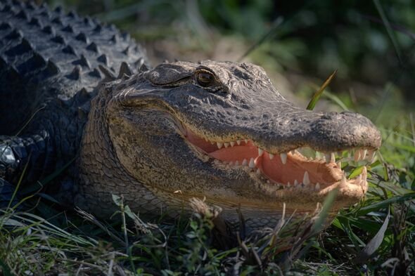 Eu estava nadando nu pelo lago em ritmo lento – então apareceu um crocodilo Mundo | Notícias
