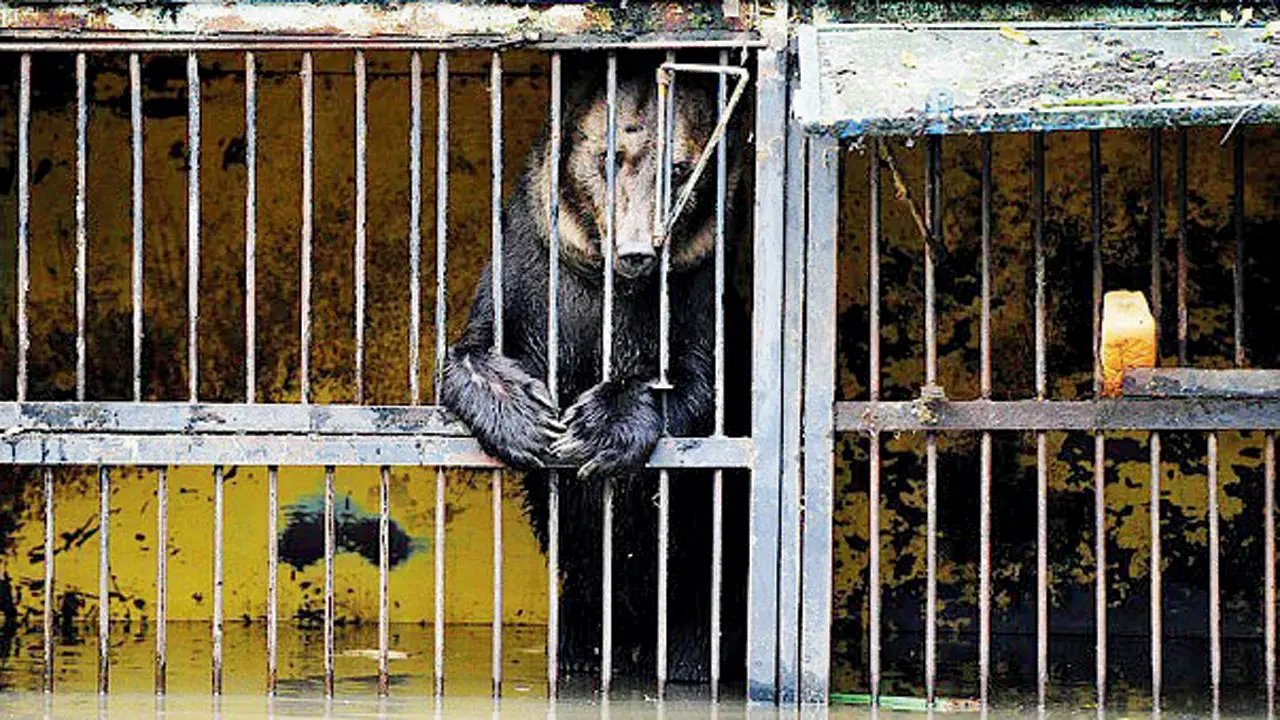 Três leões morrem afogados, mais de 100 animais desaparecem após o tufão Maysak