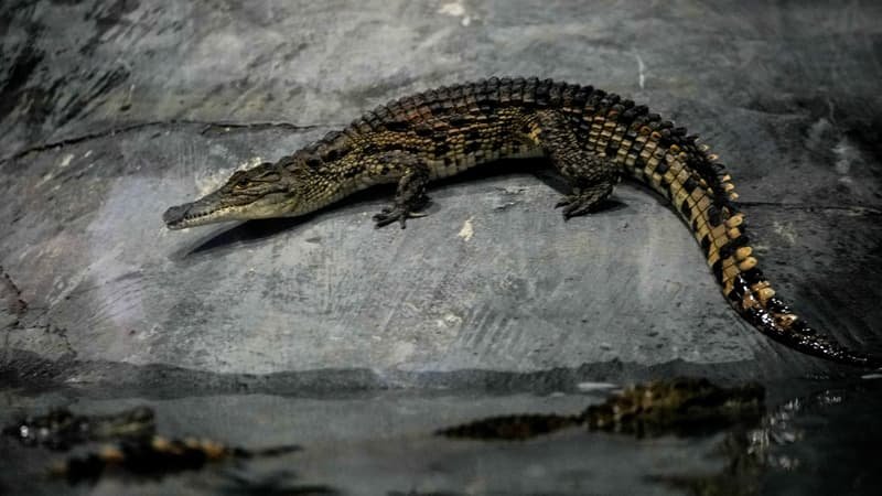 Israel está abrindo caminho para o uso de crocodilos para evitar possíveis fugas da prisão