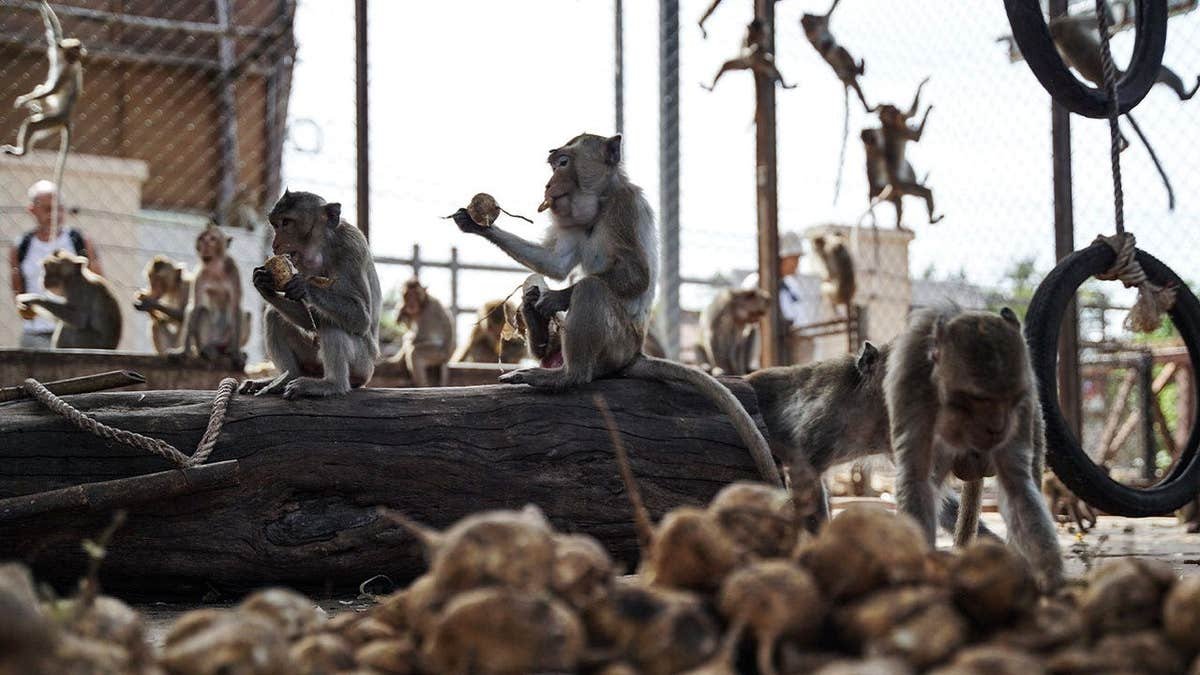 Macacos Lopburi escapam do fechamento da Tailândia e recebem 99 autoridades