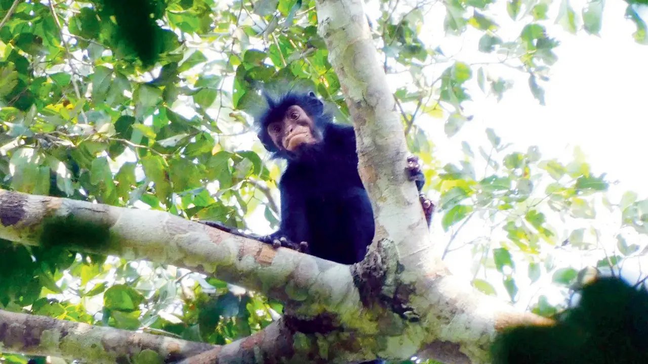 Nova espécie de macaco descoberta na floresta do Congo após 75 anos