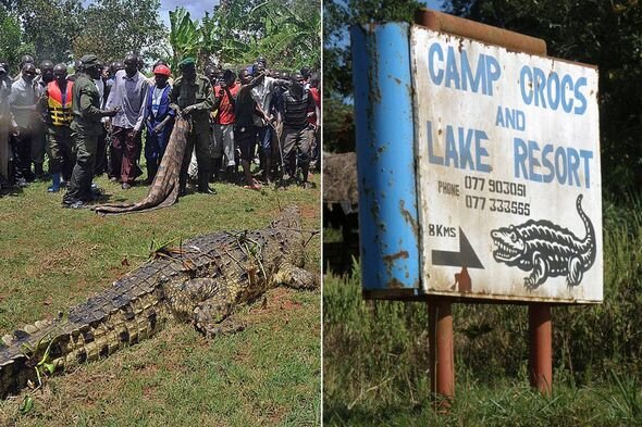 Monstro crocodilo ‘imortal’ Osama matou 80 antes de encerrar seu reinado de terror | Mundo | Notícias