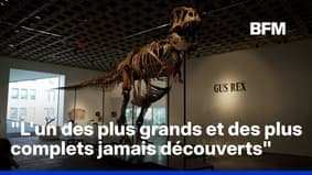 Vendido por US$ 50 milhões, este T-Rex se torna o mais caro de todos os tempos