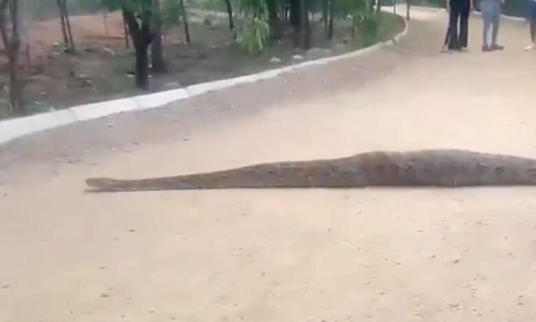 Uma píton gigante foi vista no Parque Nacional KBR de Hyderabad