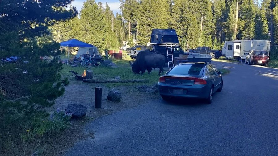 Avô se recuperando habilmente de um ataque de bisão no Yellowstone National