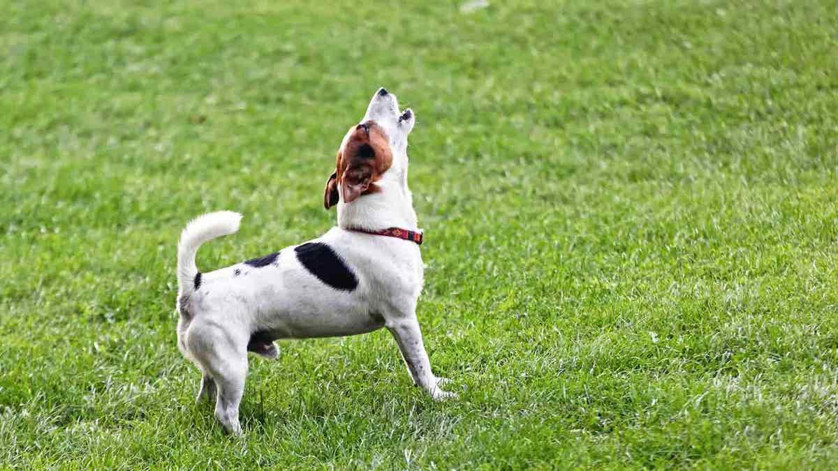 Mentes curiosas perguntam: com que rapidez você consegue um novo cachorro depois de perder seu melhor amigo de quatro patas?
