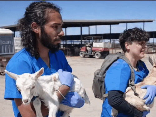 Processo criminal na América contra advogado de Punjab por salvar cabras: 2 expulsos de fazenda na Califórnia, podem pegar 6 anos; A licença também está em risco