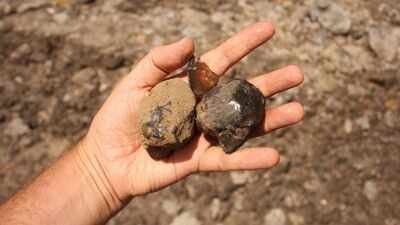 Cientistas encontram o primeiro âmbar contendo insetos da América do Sul, uma cápsula do tempo de 112 milhões de anos de uma floresta perdida da era dos dinossauros |