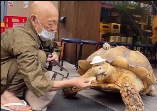 A tendência de não querer ter filhos está aumentando no Japão, a humanização das crianças com cabelos está se desenvolvendo rapidamente.