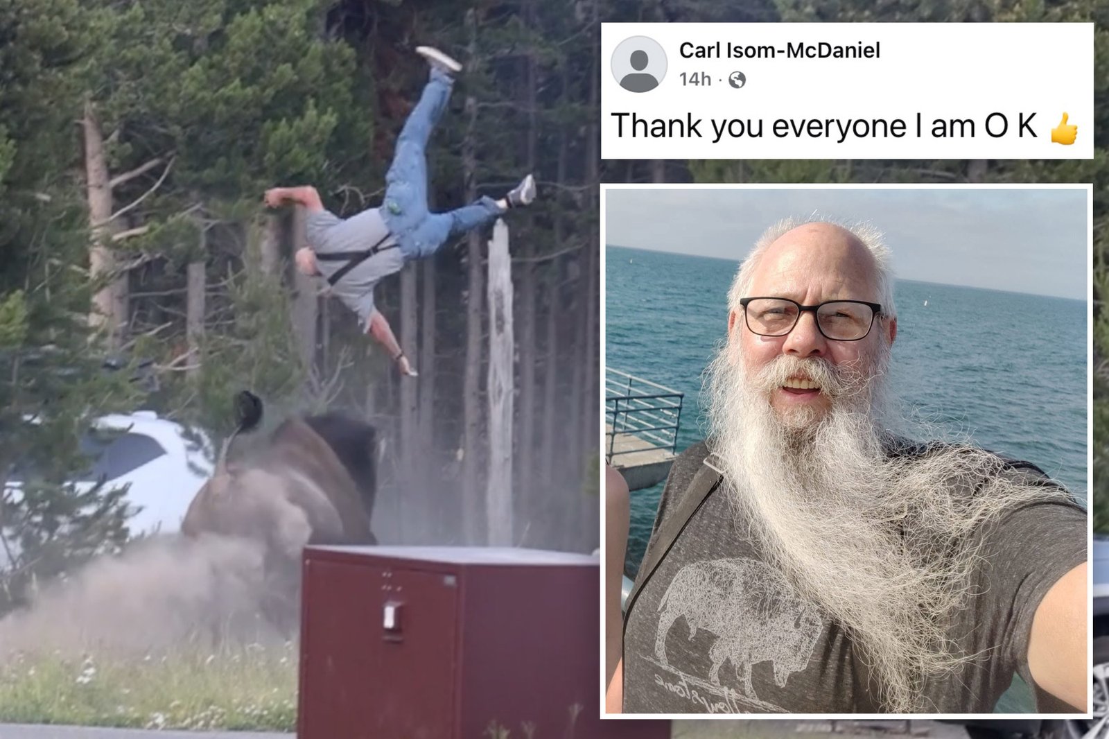 O avô explodido de um bisão de Yellowstone saiu da cirurgia – com uma mensagem incrível para o animal